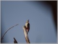 アカゲラ