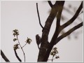 キバシリ
