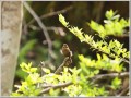 ミソサザイ ミソサザイ