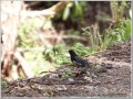 クロツグミ クロツグミ