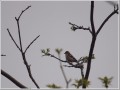 ニュウナイスズメ