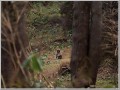 ニホンザル ニホンザル
