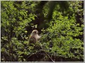 ニホンザル ニホンザル