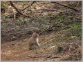 ニホンザル ニホンザル