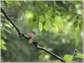 サンコウチョウ サンコウチョウ