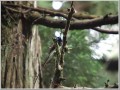 サンコウチョウ サンコウチョウ