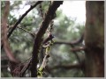 サンコウチョウ サンコウチョウ