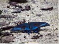 カラスアゲハ