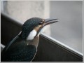 カワセミ カワセミ