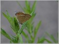 ウラナミシジミ