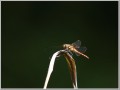 2011092913