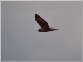 チュウヒ チュウヒ