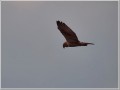 チュウヒ チュウヒ