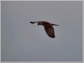 チュウヒ チュウヒ