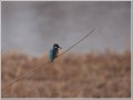 カワセミ カワセミ