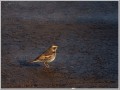 ツグミ ツグミ