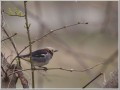 コムクドリ コムクドリ