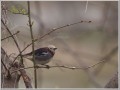 コムクドリ