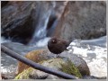カワガラス カワガラス