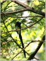 サンコウチョウ サンコウチョウ