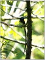サンコウチョウ サンコウチョウ