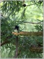 サンコウチョウ サンコウチョウ