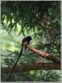 サンコウチョウ