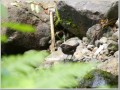 カワガラス