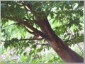カワセミ カワセミ