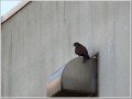 チョウゲンボウ チョウゲンボウ