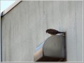 チョウゲンボウ