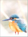 カワセミ