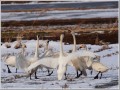 コハクチョウ コハクチョウ
