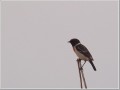 ノビタキ ノビタキ