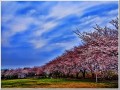 サクラ2013