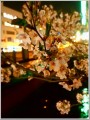 福島江夜桜