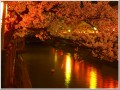 福島江夜桜 福島江夜桜