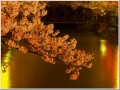 福島江夜桜 福島江夜桜