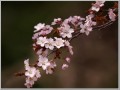 昭和の日の山桜