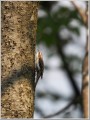 キバシリ