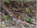 ヤブサメ ヤブサメ