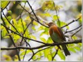 アカハラ アカハラ