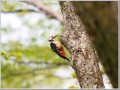 アカゲラ アカゲラ