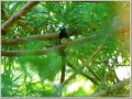 サンコウチョウ サンコウチョウ