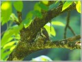 コサメビタキ コサメビタキ