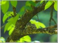 コサメビタキ