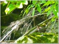 クロツグミ クロツグミ