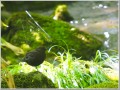 クロツグミ クロツグミ