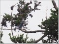 オオルリ オオルリ
