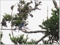 オオルリ